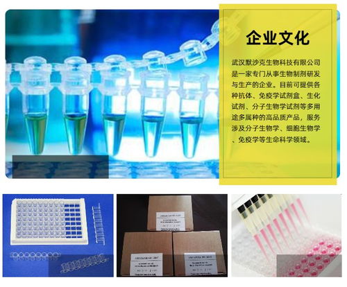 elisa試劑盒現(xiàn)貨電話 本信息長(zhǎng)期有效